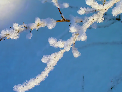 mùa đông, Frost, tuyết, chi nhánh