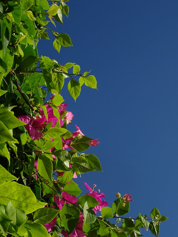 Бугенвіль, потрійна квітка, квітка, рожевий, чотирьох o ' годинник завод, Буш, синій