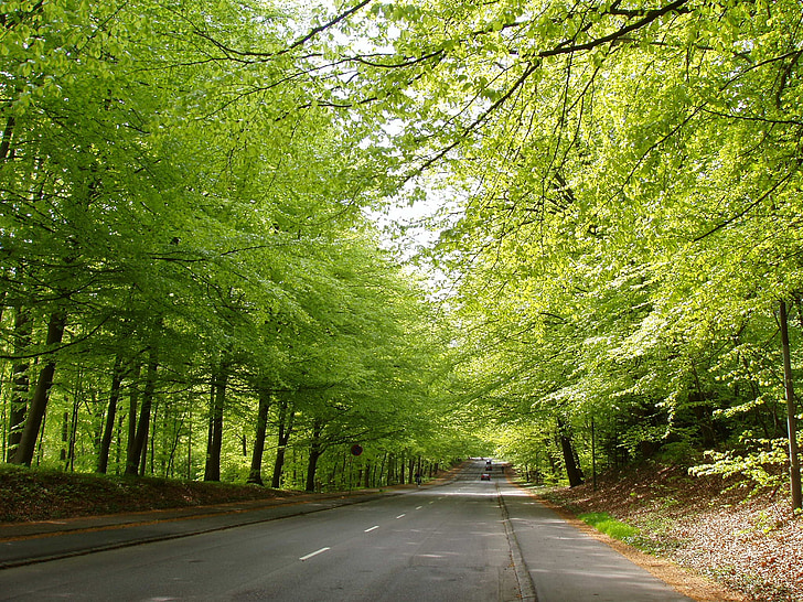 road, natural, forest, spring