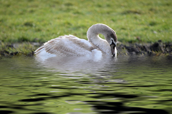 Swan, Park, dammen, fuglen, natur, dyr, Lake