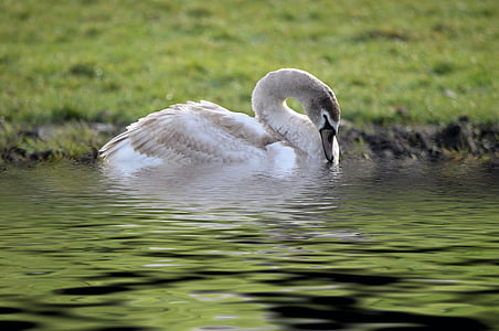 swan, park, pond, bird, nature, animal, lake