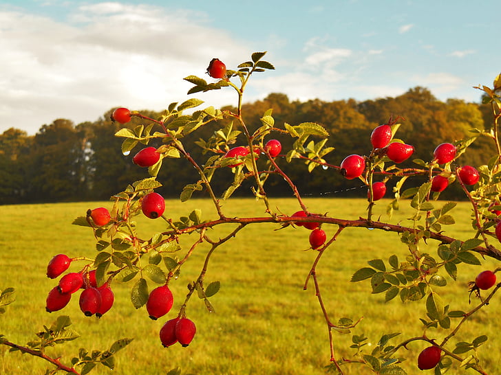 rose hips, autumn, meadow