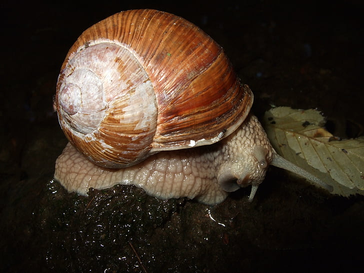 snail, shell, mucus, reptile, mollusk, slowly