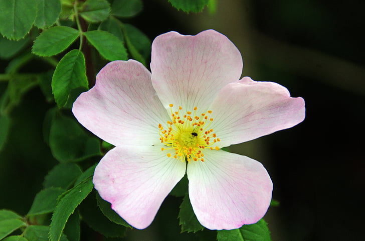 eglantine, Rosa, divoká ruža, ružový kvet, tŕne, vegetácie, botanika