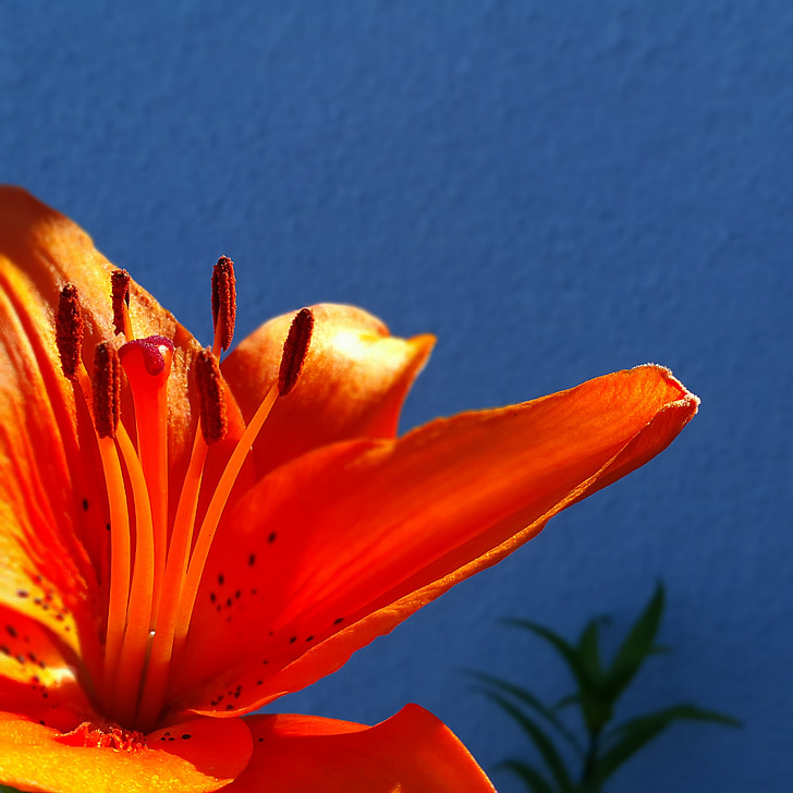 Orange Lilja, blomma, våren, Orange, färg