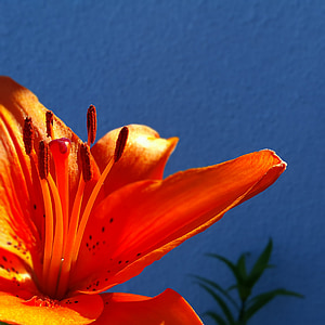 orange lily, flower, spring, orange, color