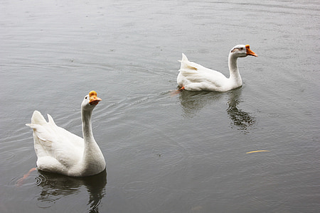 hvit goose, dammen, dyr, vann
