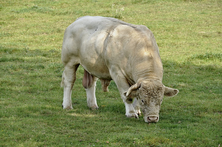 động vật có vú, động vật, thịt bò, Bull, Charolais, Meadow, cỏ