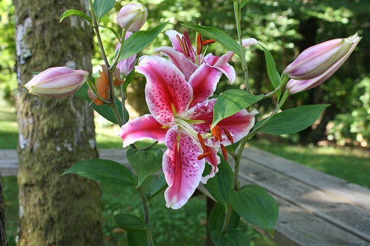lily, pink lily, stargazer, lilies, pink, flowers, bloom