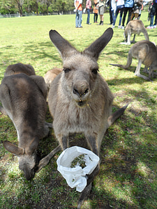 Austrália, canguru, animal, animais fofos, jardim zoológico, engraçado