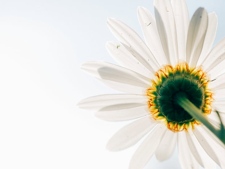 daisy, desktop backgrounds, flower, perspective, petals, white, nature