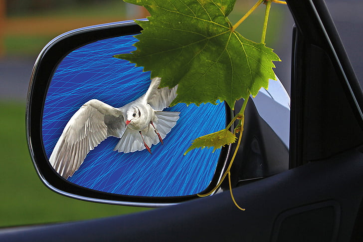 rearview mirror, car mirror, car, assembly, abstraction, white bird, foliage