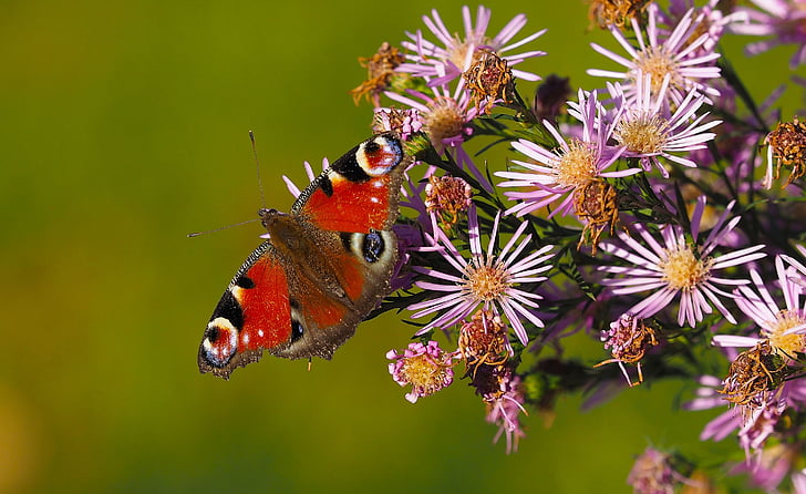 bướm, Peacock, côn trùng, Thiên nhiên, vĩ mô, mùa hè