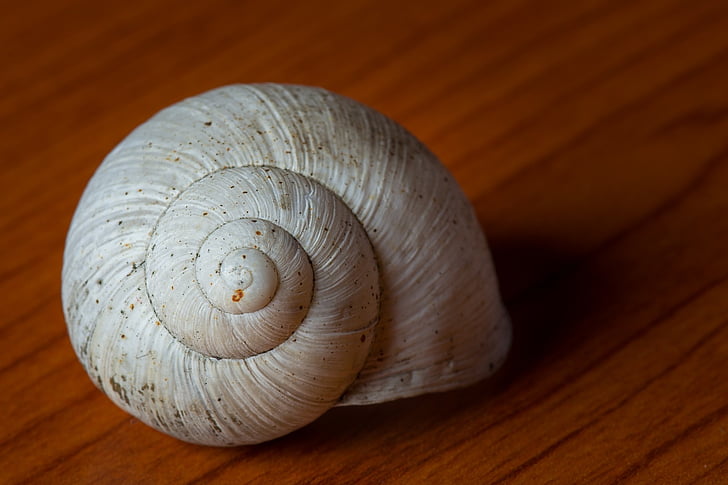 Shell, sneglen, feed, detaljer, uskarpt, bakgrunn, spiral