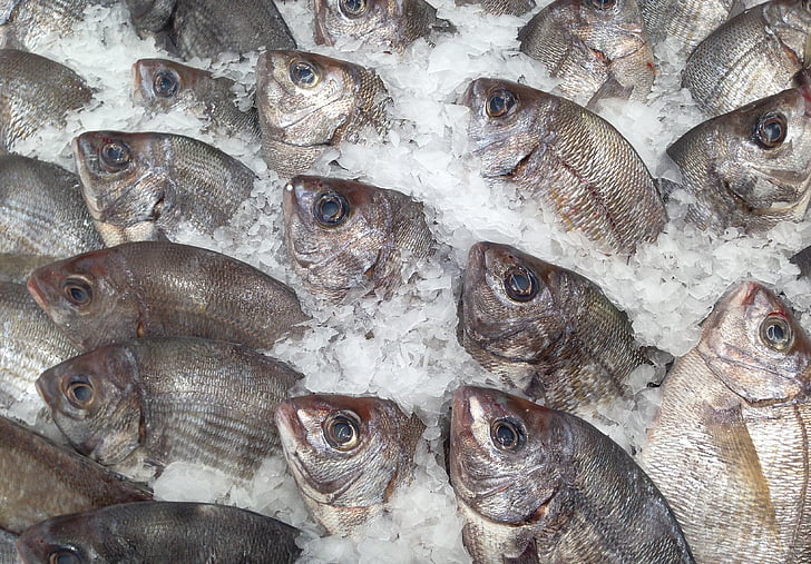 peixe, Sea bream, mercado de peixe, pesca