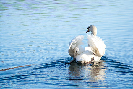 Swan, fuglen, vann, dammen, svømme, vakker, hvit