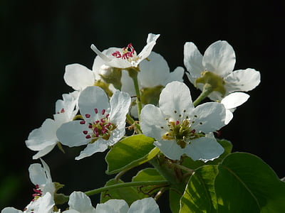 Pear blossom, hruška, květ, Bloom, bílá