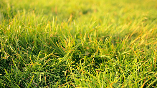 Grass, Natur, Sommer, Grün, Frühling, Wiese, Feld