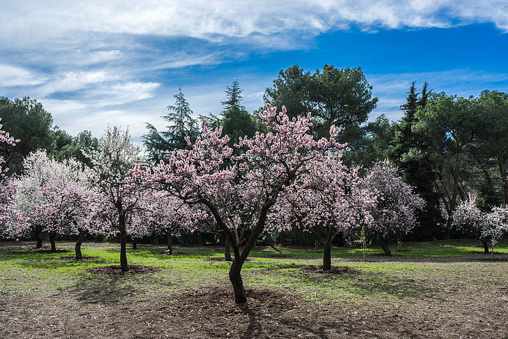 almond tree, spring, park, flower, bloom, flowers, nature