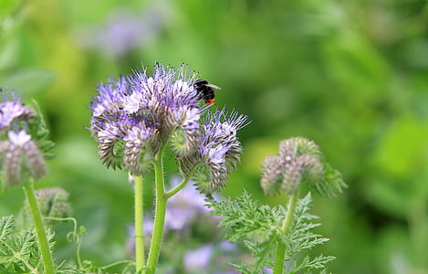 planta, cultivo de captura, insectos, abeja, polen, flor, naturaleza