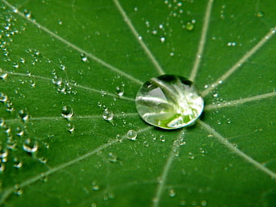 drop of water, water, transparent, liquid, drip, wet, nature