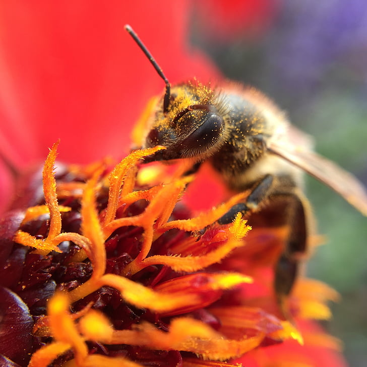 red, bee, work, summer, flower, colorful, bright