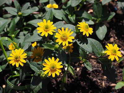 Husar knap, blomster, gul, sanvitalia procumbens, lille, sort, miniature solsikke