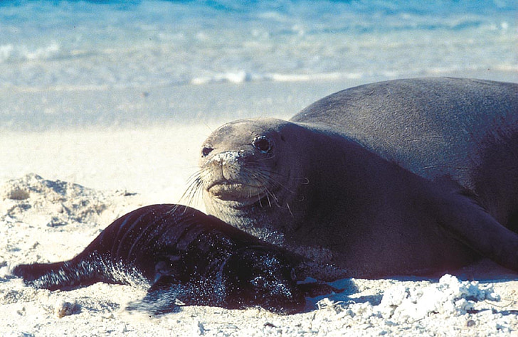 Seal, mor, hvalp, familie, moderskab, Wildlife, natur