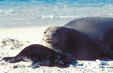Seal, moeder, pup, familie, moederschap, dieren in het wild, natuur