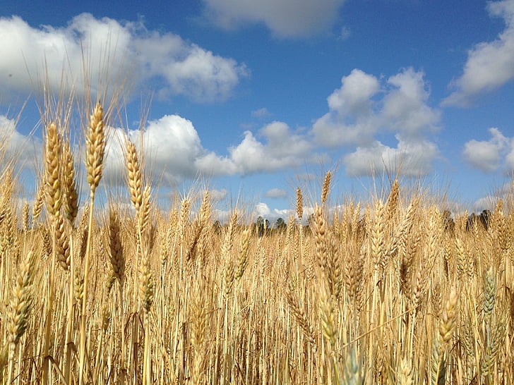 wheat field, blue sky, clouds, nature, agriculture, rural, farm
