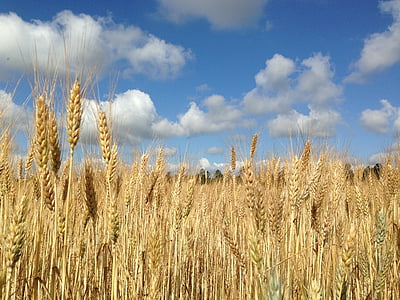 champ de blé, ciel bleu, nuages, nature, Agriculture, rural, ferme