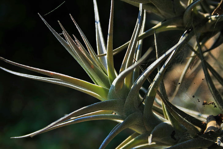 epiphyte anlegg, anlegget, røtter, Air, blader, spiky, grønn