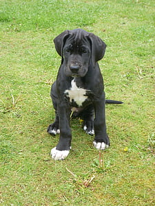 Dogue alemão, cão, preto, animal, animais de estimação, canino, cão de raça pura