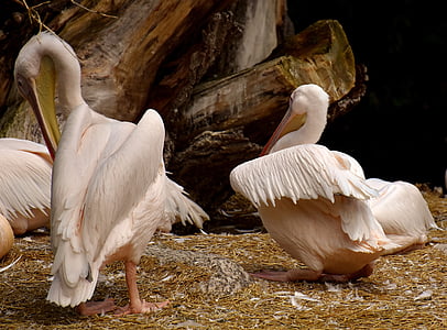 pelikan, นก, เรียกเก็บเงิน, นก, สัตว์, ขนนก, ภาพสัตว์