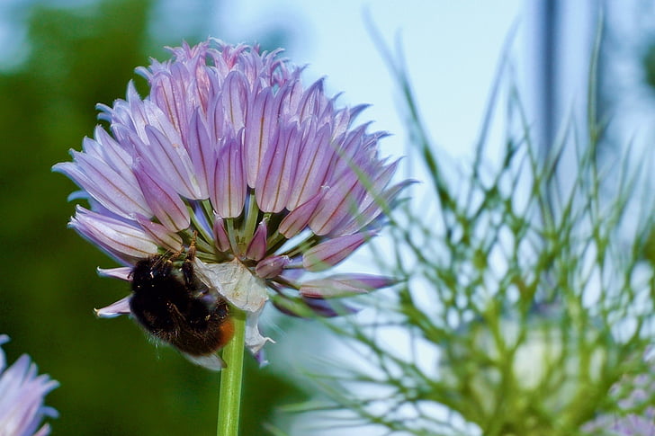 Bee, bloem, Allium, lente