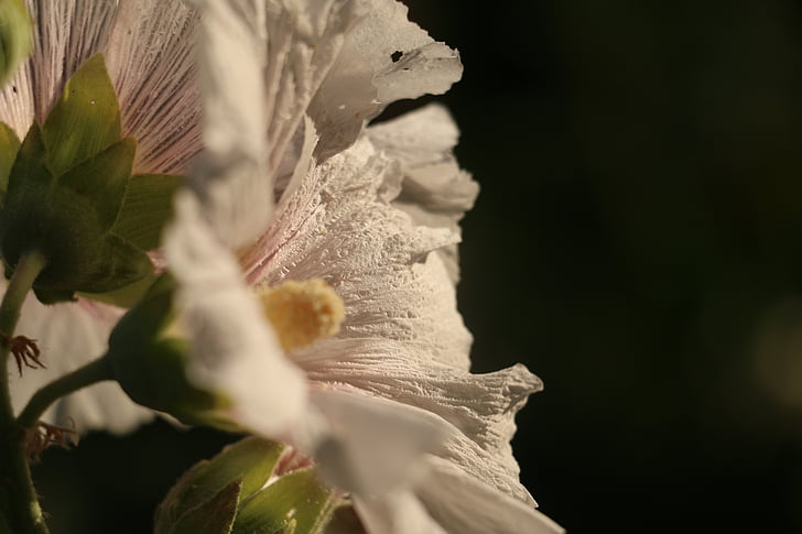 flower, spring, white