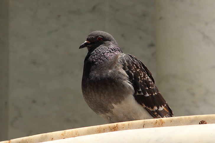 dove, bird, animal, wildlife photography, city, grey, poultry