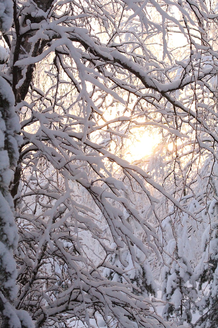 sol, invierno, nieve, paisaje, Frost, Finlandés