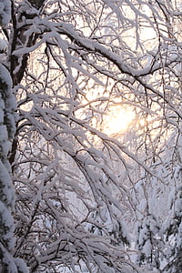 slnko, zimné, sneh, Príroda, mráz, fínčina