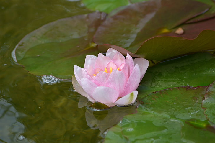 water lily, natuur, bloem