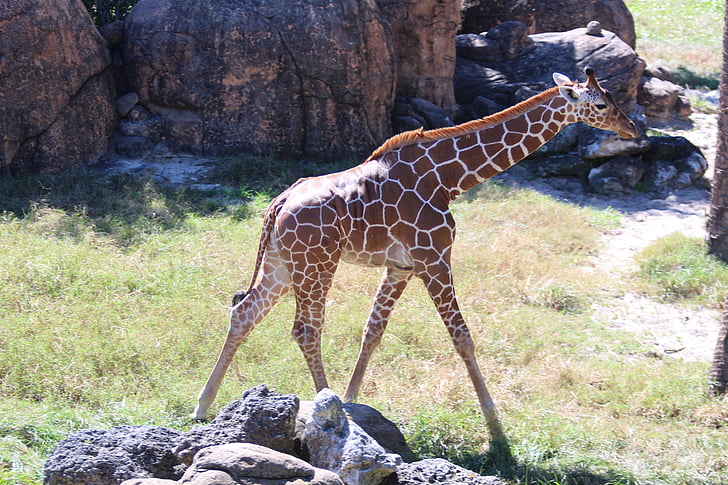 giraffes, baby animals, animals