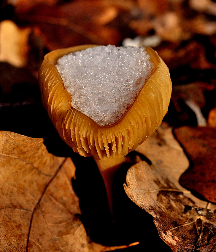 mushroom, snow, leaf, winter, nature, forest, autumn