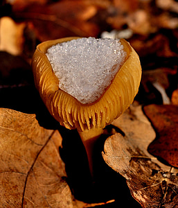 houby, sníh, list, Zimní, Příroda, Les, podzim