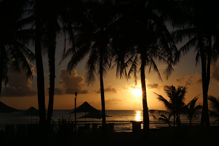 zonsondergang, strand, palmboom, natuur