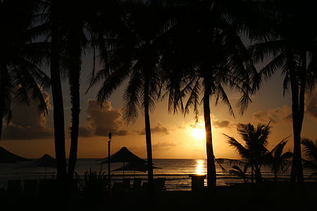 zachód słońca, Plaża, palmy, Natura