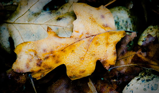 Есен, Форест, листа, зимни, жълто