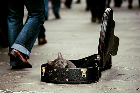 Kitty, dier, huisdieren, kat, gitaar koffer, straatmuzikanten, donaties