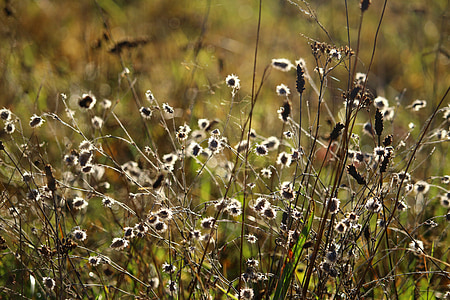 autumn, grass, rabbit clover, meadow, pasture, dry, grasses