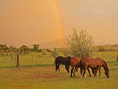 paarden, paarden, regenboog, natuur, wolken, mooie, kleurrijke