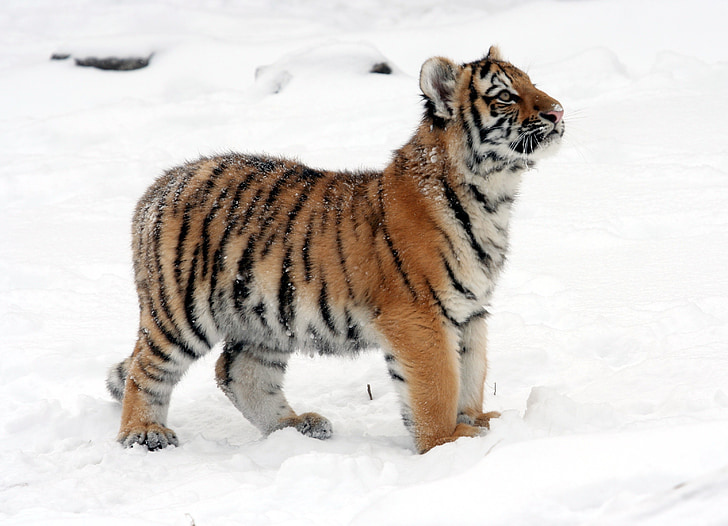 เสือ, ลูกเสือ, หิมะ, ฤดูหนาว, กำลัง, ขี้เล่น, ธรรมชาติ